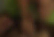 Kitten loves sucking cock