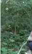 Sex Im Wald