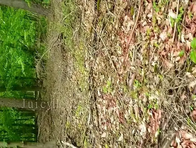 Kleiner Blowjob im Wald :)