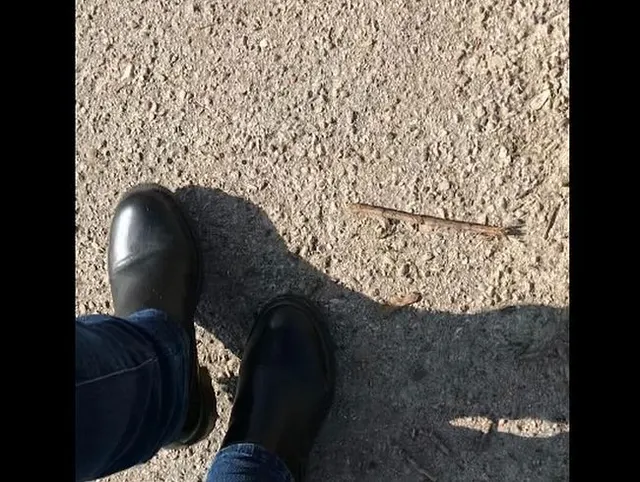 Los Köter wir gehen spazieren.