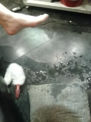 Squirting pur