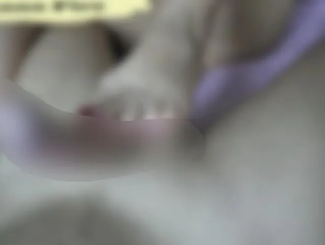 Verdorbene Stiefmutter kitzelt den Penis, bis er mit ihren Füßen, Händen und Mund spritzt