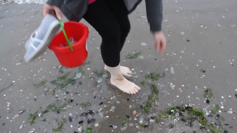 Muscheln sammeln in Italien